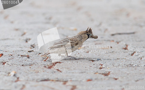 Image of Cape Sparrow (Passer melanurus)