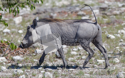 Image of Warthog walking in Etosha National Park