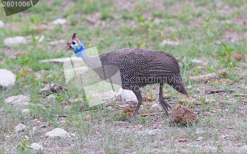 Image of Guinea Fowl, Helmeted - Wild Game Birds from Africa