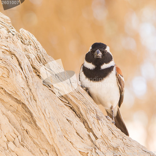 Image of Cape Sparrow (Passer melanurus)