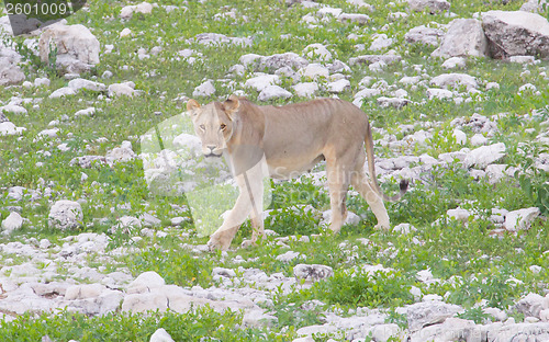 Image of Lion walking on the rainy plains of Etosha