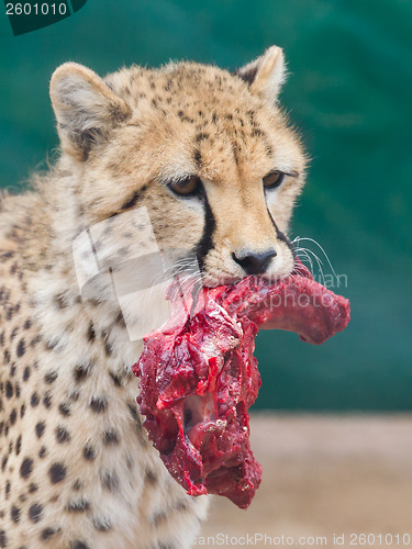 Image of Cheetah in captivity