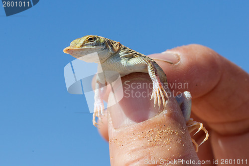 Image of Shovel Snouted Lizard (Aporosaura anchietae) in a hand