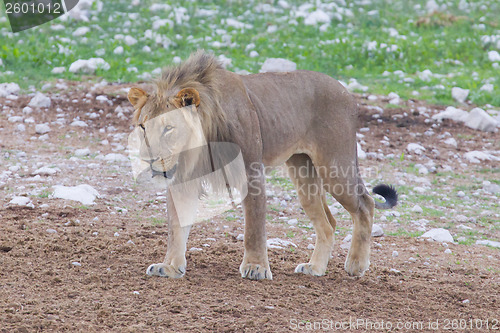 Image of Lion walking on the rainy plains of Etosha