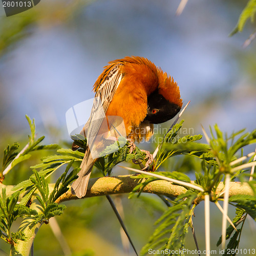 Image of Southern Red Bishop busy building a nest