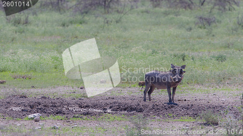 Image of Warthog walking in Etosha National Park