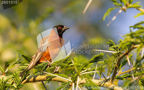 Image of Southern Red Bishop busy building a nest