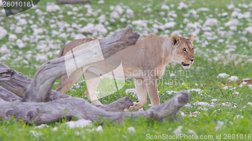 Image of Lion walking on the rainy plains of Etosha