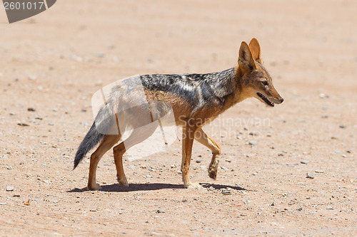 Image of Black-backed jackal in african desert