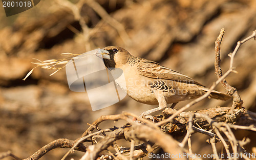 Image of Cape Sparrow (Passer melanurus)