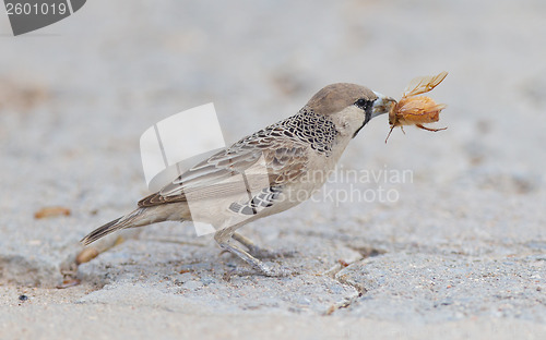 Image of Cape Sparrow (Passer melanurus)