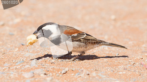 Image of Cape Sparrow (Passer melanurus)