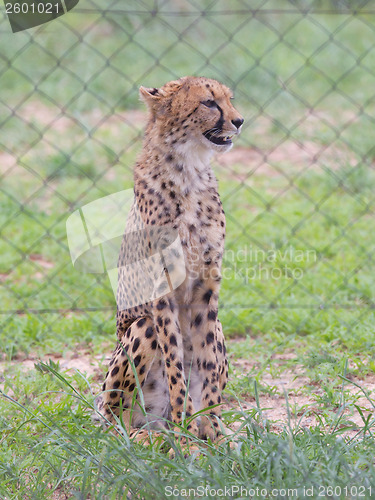 Image of Cheetah in captivity