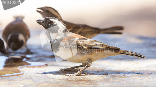 Image of Cape Sparrow (Passer melanurus)