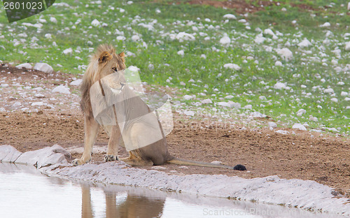 Image of Lion walking on the rainy plains of Etosha