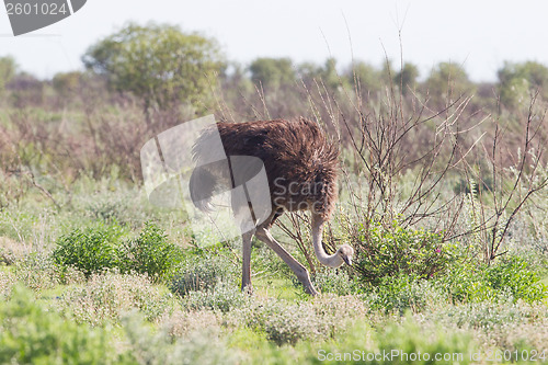 Image of Female ostrich walking in Etosha national park