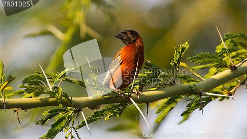 Image of Southern Red Bishop busy building a nest