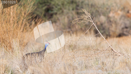 Image of Guinea Fowl, Helmeted - Wild Game Birds from Africa