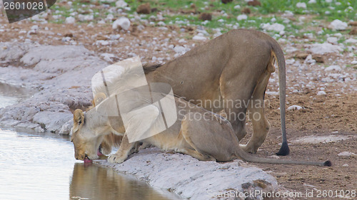 Image of Lion walking on the rainy plains of Etosha