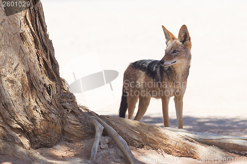 Image of Black-backed jackal in african desert