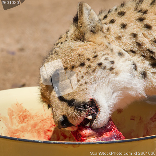 Image of Cheetah in captivity