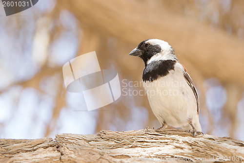 Image of Cape Sparrow (Passer melanurus)