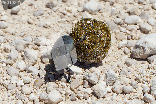 Image of Dung beetle