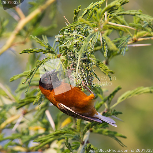 Image of Southern Red Bishop busy building a nest