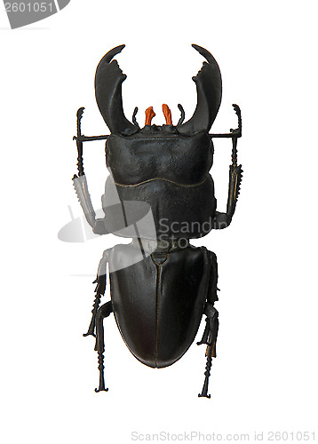 Image of Beetle