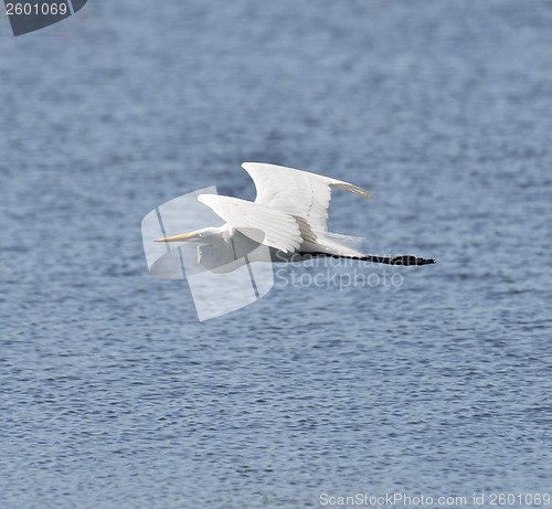 Image of Great White Egret