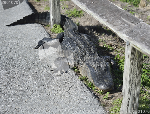 Image of American Alligator