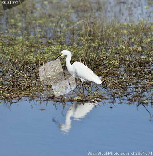 Image of Snowy Egret