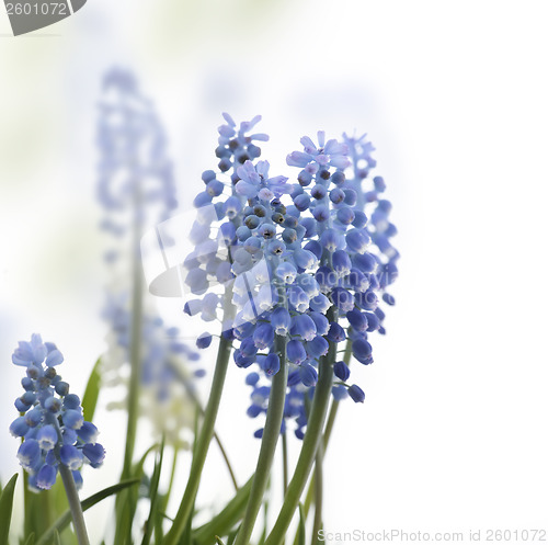 Image of Muscari Flowers