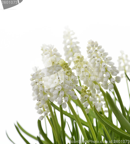 Image of White Muscari Flowers