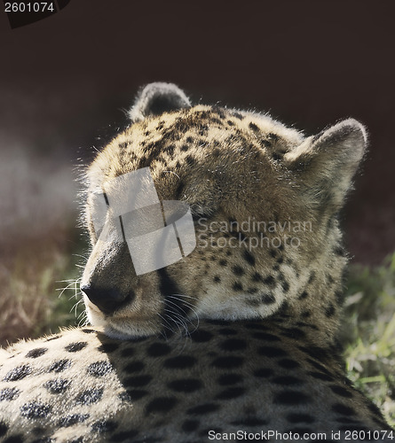 Image of Resting Cheetah