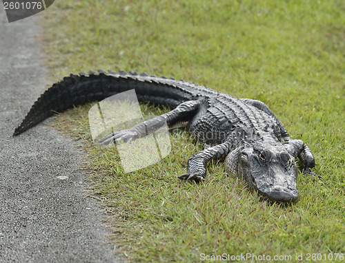 Image of American Alligator