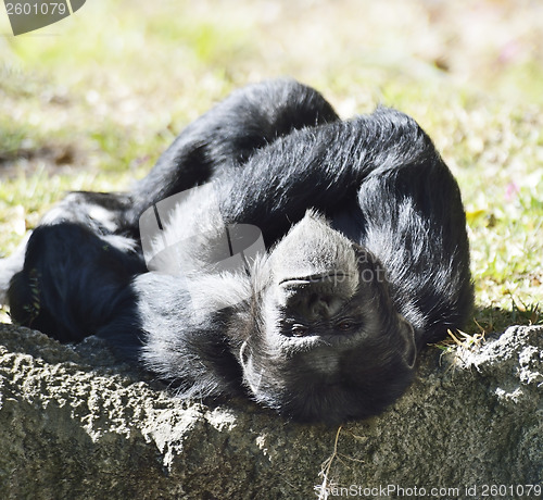 Image of Black Chimpanzee