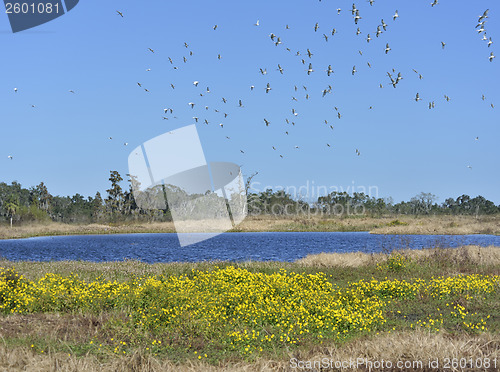 Image of Florida Wetlands