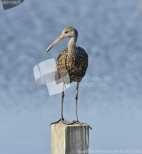 Image of Limpkin Bird