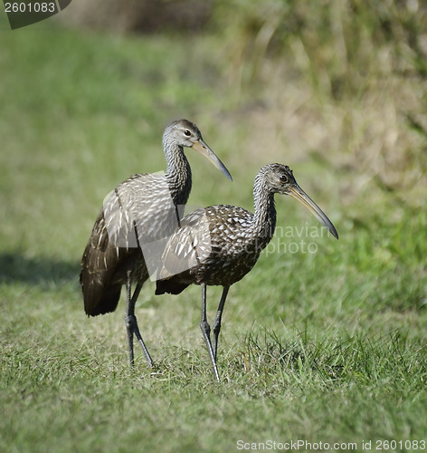 Image of Limpkin Birds