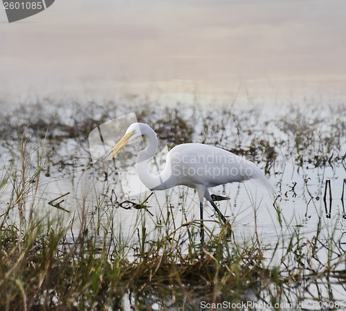 Image of Great White Egret