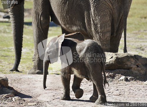 Image of Young African Elephant