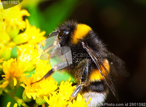 Image of Bumblebee