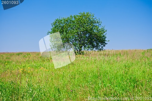 Image of Tree and field