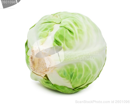 Image of Cabbage