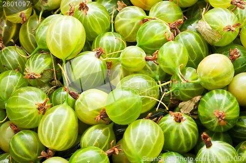 Image of Gooseberries