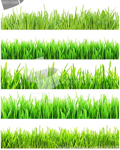 Image of Green grass