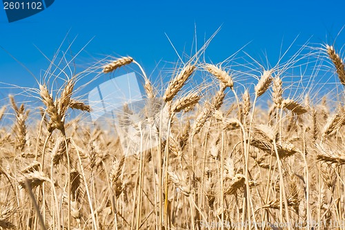 Image of Wheat field