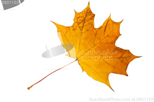 Image of Maple leaf