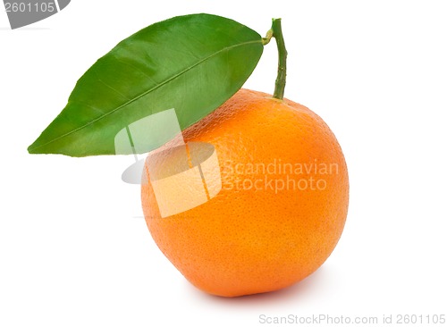 Image of Tangerine